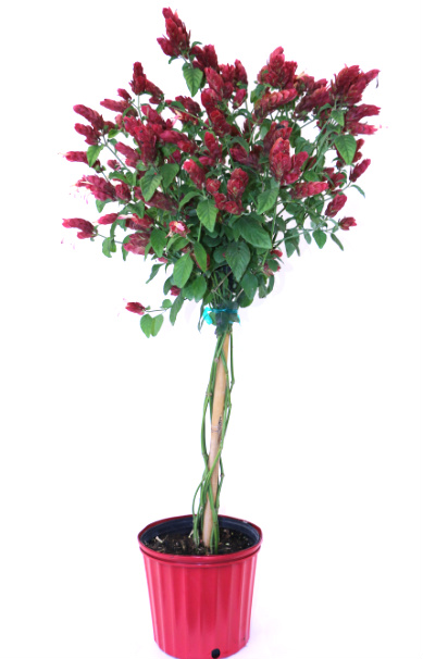 Red Shrimp Plant Braid